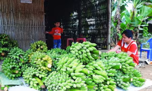 Với giá bán bình quân từ 4.000 - 9.000 đồng/kg, chuối giúp nhiều hộ đồng bào dân tộc có thu nhập hàng trăm triệu đồng/năm. Ảnh: Vũ Quang Đán - DTMN