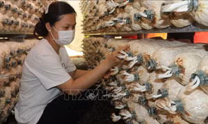 Mô hình nấm bào ngư gia đình chị Nguyễn Thị Vân Anh, thôn Phú Tâm, xã Phú Trung, huyện Phú Riềng, tỉnh Bình Phước mang lại thu nhập gần 200 triệu đồng mỗi năm. Ảnh: K GỬIH –TTXVN