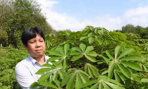 Qua kiểm tra cho thấy giống HN3 và HN5 kháng 100% với dịch khảm lá. Ảnh: Lê Đức Hoảnh-TTXVN
