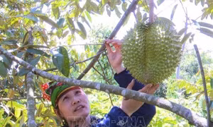 Chị Nguyễn Thị Lan thôn Ea Mkeng, xã Ea Bar trồng sầu riêng theo mô hình hữu cơ. Ảnh: Xuân Triệu – TTXVN