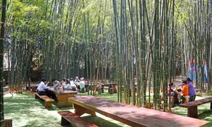 Từ bao đời nay, tre nứa đã gắn bó thân thu bó thân thuộc với đồng bào các dân tộc trên đại ngàn Tây Nguyên . Ảnh: Hoài Thu