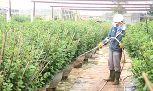 Người dân làng hoa An Lạc, phường Đông Giang, thành phố Đông Hà, tỉnh Quảng Trị, chăm sóc những chậu hoa cúc vụ Tết. Ảnh: Nguyên Lý-TTXVN