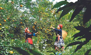 Xã Quang Thuận, huyện Bạch Thông (Bắc Kạn) có giống quýt bản địa thơm ngon nhất tỉnh Bắc Kạn với đặc tính quả vàng óng, vỏ mỏng, mọng nước và vị ngọt. Ảnh: An Thành Đạt