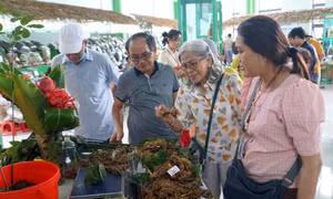 Du khách chọn mua sâm Ngọc Linh tại phiên chợ. Ảnh: Trịnh Bang Nhiệm – TTXVN