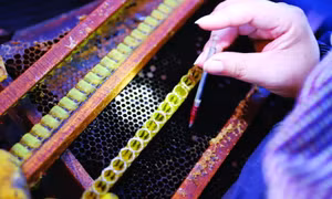 Phương pháp lấy sữa ong chúa
