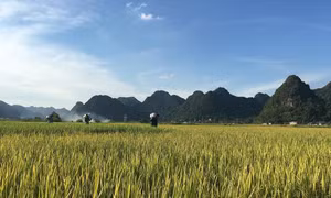 Nếp cái hoa vàng được xác định là sản phẩm nông nghiệp đặc sản, chủ lực của huyện Bắc Sơn (Lạng Sơn). Ảnh: Hoàng Hà