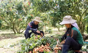 Mùa vải năm nay, thời tiết thuận lợi, giá bán tương đối cao, cung không đủ cầu nên nông dân trồng vải trên cao nguyên Đắk Lắk phấn khởi. Ảnh: Hoài Thu