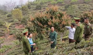 Thành viên Câu lạc bộ thăm mô hình trồng cây ăn quả của anh Phạm Đức Chín ở tiểu khu 2, xã Chiềng Sơn (Mộc Châu, Sơn La). Ảnh: Hữu Quyết – TTXVN