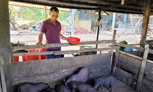 Nhiều hộ đồng bào vùng cao của tỉnh Quảng Nam nhờ phát triển mô hình nuôi heo cỏ địa phương đã có thu nhập ổn định và vươn lên thoát nghèo. Ảnh: Khánh Nguyên