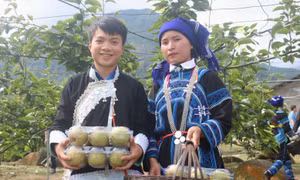 Trái ngọt xóa nghèo trên vùng đất đồi biên cương