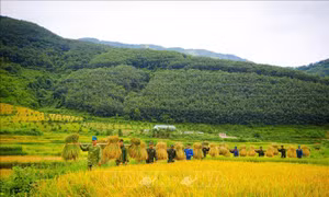 Với phương châm “giúp nhà nào, gọn nhà đó”, cán bộ, chiến sĩ Đồn Biên phòng Mường Mươn đã huy động lực lượng để hoàn tất việc gặt, thu gom, gánh lúa về bản làng trong thời gian nhanh nhất. Ảnh: TTXVN phát