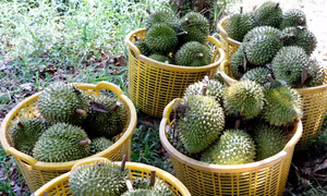 Cần Thơ được mùa, được giá sầu riêng