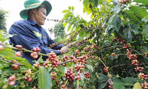 Kinh nghiệm cắt tỉa cành cho cây cà phê