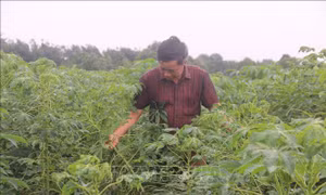 Ông Nguyễn Văn Thành, ấp Bàu Ngứa, xã Tân Lâm, huyện Xuyên Mộc, kiểm tra vườn sắn bị nhiễm bệnh khảm lá. Ảnh: Hoàng Nhị -TTXVN