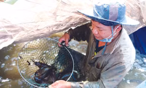 Thả nuôi cá rô đem lại thu nhập cao cho bà con nông dân ở ấp Bình Thành, xã Bình Thành, huyện Thoại Sơn (An Giang). Ảnh: Công Mạo