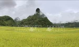 Mùa vàng trên cánh đồng Mường Khương. Ảnh: Quốc Khánh – TTXVN