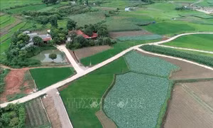 Diện tích trồng rau an ứng dụng công nghệ cao ở huyện Mộc Châu, tỉnh Sơn La. Ảnh: TTXVN phát