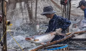 Thu hoạch cá tra tại thành phố Cần Thơ. Ảnh: Thanh Liêm – TTXVN