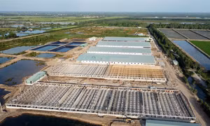 Trung tâm heo giống công nghệ cao tại Ấp 4, xã Mỹ Long (Cao Lãnh, Đồng Tháp) có quy mô lớn với 6 trại. Ảnh: Nhựt An – TTXVN