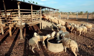 Xã Xuân Hải, huyện Ninh Hải là vùng chăn nuôi cừu lớn của tỉnh Ninh Thuận. Ảnh: An Hiếu