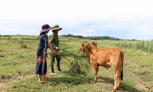 Nhằm từng bước ổn định sản xuất, tạo cơ hội giảm nghèo cho đồng bào dân tộc sinh sống trên địa bàn, huyện Đắk Pơ (Gia Lai) luôn quan tâm phát triển và nâng cao chất lượng đàn bò. Ảnh: Hồng Điệp