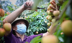 Bệnh hại vải thiều cuối vụ và biên pháp phòng trừ