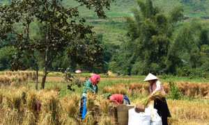 Người dân xã Thanh Vân (huyện Quản Bạ, tỉnh Hà Giang) thu hoạch lúa mùa, bảo đảm lương thực, phục vụ đời sống ấm no.Ảnh: Minh Tâm - TTXVN