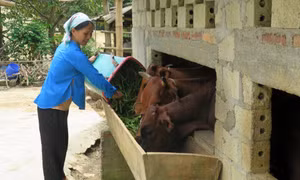Người dân xã Bản Mế, huyện Si Ma Cai (Lào Cai) được hỗ trợ vay vốn ưu đãi để chăn nuôi gia súc, phát triển kinh tế hộ gia đình. Ảnh: Lục Thu - TTXVN