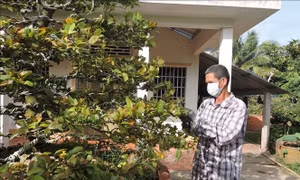 Ông Trần Văn Hòa chăm sóc mai chuẩn bị cho vụ Tết. Ảnh: Lê Thúy Hằng – TTXVN