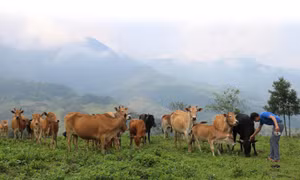 Thoát nghèo từ chăn nuôi đại gia súc