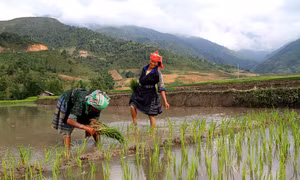 Huyện Trạm Tấu (Yên Bái) chủ trương mở rộng diện tích gieo trồng lúa từ 1 vụ lên 2 vụ. Ảnh: Sùng A Hồng