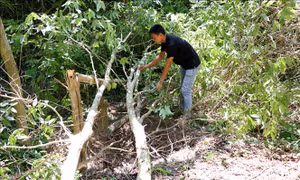 Các cây bằng lăng bị lấy đi phần gốc, còn phần thân, cành lá bị bỏ lại. Ảnh: Quang Thái – TTXVN