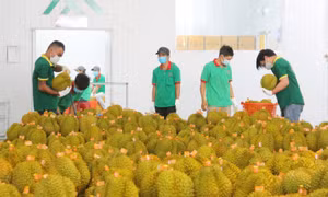 Năm 2022 là điểm sáng của ngành nông nghiệp Đắk Lắk khi một mặt hàng nông sản xuất khẩu chính ngạch sang các thị trường Trung Quốc, Nhật Bản. Ảnh: Hoài Thu - TTXVN.