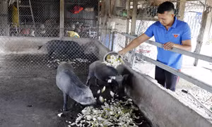 Thanh niên Trần Sáng, dân tộc Khmer, ấp Tú Điền, xã Đại Ân 2, huyện Trần Đề vay vốn chương trình giải quyết việc làm để đầu tư nuôi lợn rừng, cải tạo vườn trồng cây ăn quả, rau màu cho hiệu quả kinh tế cao. Ảnh: Trần Việt – TTXVN