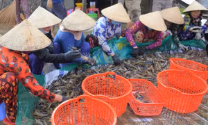 Bà con nông dân tổ chức phân loại tôm càng xanh trước khi đưa ra thị trường. Ảnh: Tuấn Kiệt