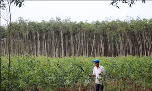 Vườn rừng của ông Dương Văn Minh, ấp Thạnh Lợi, xã Thạnh Lộc, huyện Giồng Riềng. Ảnh: Lê Huy Hải – TTXVN