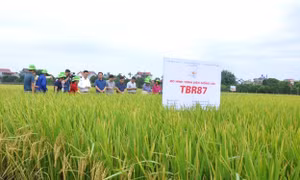 Giống lúa TBR87 gieo cấy cho năng suất cao