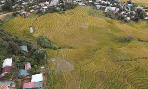 Mùa vàng ở thung lũng Măng Ri