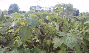 Diện tích gai xanh quá thời gian thu hoạch cũng bị sâu bệnh,thân úa vàng, ra hoa, ra quả.Ảnh: Nguyễn Nam-TTXVN
