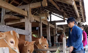 Đàn gia súc của anh Hùng Văn Sinh, thôn Mã Hồng, xã Thanh Vân (Quản Bạ) luôn được giữ ấm và ăn no trong những ngày Đông. Nguồn: baohagiang.vn
