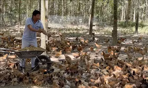 Mô hình chăn nuôi gà theo hướng hữu cơ của gia đình anh Nguyễn Đăng Vương. Ảnh: Thanh Thủy-TTXVN
