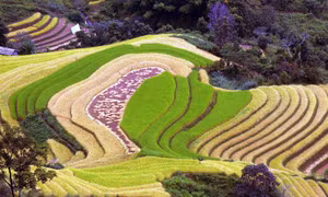 Ruộng bậc thang tại xã Xím Vàng, huyện Bắc Yên (Sơn La). Ảnh: Quang Quyết - TTXVN