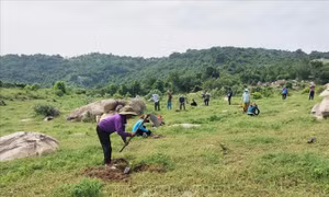 Người dân tham gia trồng rừng tại tiểu khu 186, xã Phước Hữu (huyện Ninh Phước, Ninh Thuận). Ảnh: Nguyễn Thành – TTXVN
