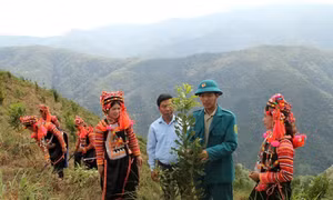 Nhiều giống cây mới như mắc ca, quế, sa nhân... được đồng bào các dân tộc ở huyện Mường Tè (Lai Châu) thay thế các cây trồng truyền thống. Ảnh: Đinh Thùy