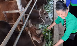 Dự án “Chăn nuôi thâm canh bò thịt trong các hệ thống canh tác trên đất dốc tại Tây Bắc Việt Nam” do Chính phủ Australia tài trợ đã giúp tăng thu nhập cho các nông hộ chăn nuôi bò quy mô nhỏ như bà Lường Thị Tươi ở xã Quài Nưa, huyện Tuần Giáo (Điện Biên)