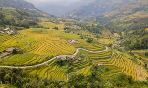 Sắc vàng phủ kín ruộng bậc thang vùng cao Hà Giang