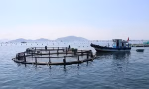 Thí điểm nuôi biển công nghệ cao tại vùng biển hở Khánh Hòa