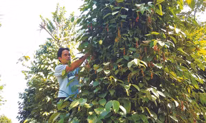Hồ tiêu là một trong những sản phẩm OCOP có lợi thế cạnh tranh của huyện Tuy Đức (Đắk Nông). Ảnh: Hưng Thịnh