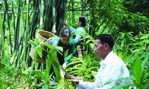 Ông Vi Văn Piên hiện có thu nhập khoảng 500 triệu đồng/năm, đồng thời tạo việc làm cho gần 20 lao động địa phương. Ảnh: Hoàng Hải