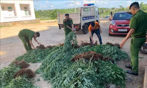 Cơ quan công an phát hiện, xử lý vụ trồng 539 cây cần sa tại Đắk Lắk. Ảnh: TTXVN phát